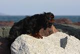 KING CHARLES SPANIEL 054